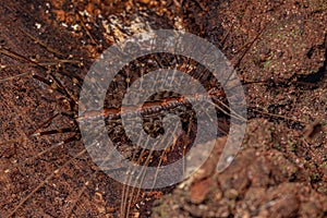 Small House Centipede