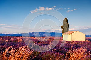 Small house in lavender fields in Provence, France