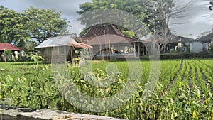 Small house in the middle of rice field