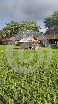 Small house in the middle of rice field