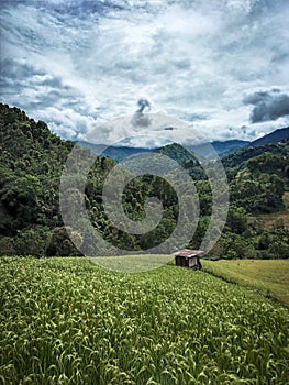 A small house in the middle of a rice field between the mountains