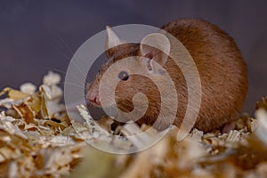 Small House Mouse
