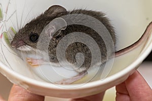 A small house mouse, Mus musculus, standing in a puddle of its urine inside of a china cup.