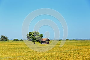 Small house near green tree in the middle of a flowering rice field.