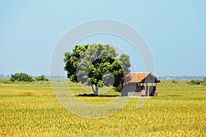 Small house near green tree in the middle of a flowering rice field.