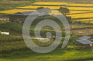 Small house in rice field