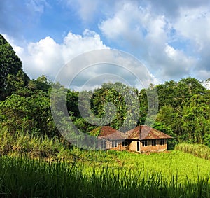 Small house in rice fields. Idyllic summer landscape with green field and forest under blue sky