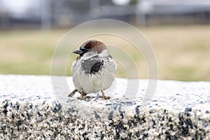Small House Sparrow (Passer domesticus