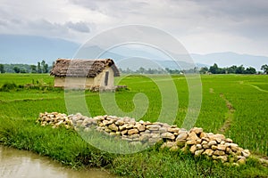 Small house surrounded by rice fields in Deukhuri valley