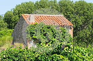 Small house at a vineyard at South of France