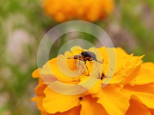 A small housefly rested on Marigold