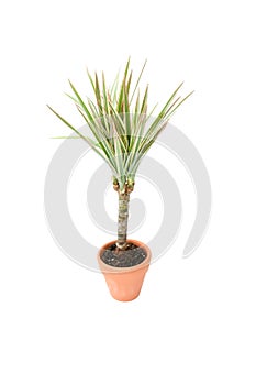 Small houseplant palm tree  growing in brown pot with green leave isolated on white background, indoor palm for decorative in