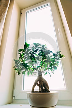 Small houseplant in window