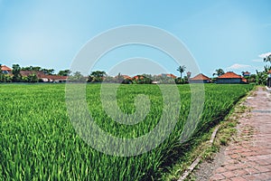 Small houses in a rice field with palm trees and clouds