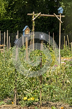 Small houses, shelters, for birds and for insects, in the middle of tomato plantations, in the vegetable garden blooms, early June