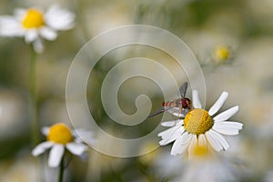 A small hover fly sits on a chamomile flower. The compound eyes of the hoverfly can be seen. The flower grows in a field full of