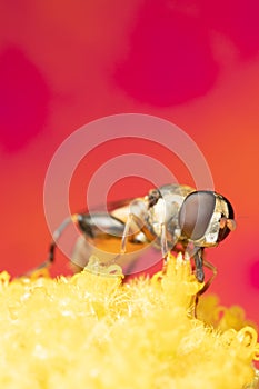 A small hoverfly eating pollen from a flower