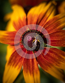 A small hoverfly feeds on a black eyed susan in a Pennsylvania meadow