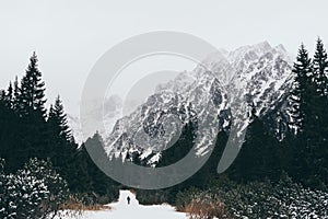 Small human figure walking towards High Tatra mountains through pine tree forest in winter, Slovakia