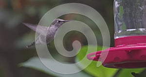 small humming bird perched on a feeder