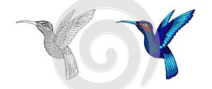 Small hummingbird. Exotic tropical colibri animal icon. Golden emerald feathers