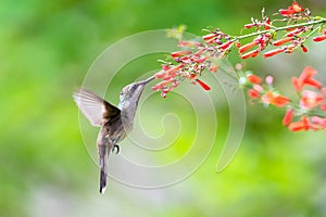 Small hummingbird feeding on red flowers