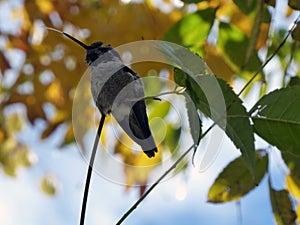 Small Hummingbird perched Fall background colors tongue out