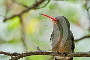 small hummingbird resting on a thin tree branch. photo