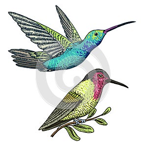 Small hummingbird. Rufous and White-necked Jacobin bird. Exotic tropical animal icons. Golden tailed sapphire. Use for
