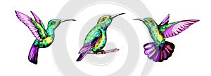 Small hummingbird set. Exotic tropical colibri bird. Golden emerald feathers