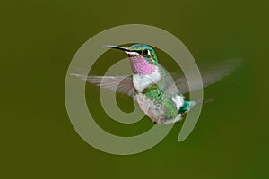 Small hummingbird. White-bellied Woodstar, Chaetocercus mulsant, hummingbird with clear green background, bird from Tandayapa, Ecu