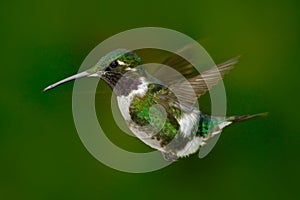 Small hummingbird. White-bellied Woodstar, hummingbird with clear green background. Bird from forest. Hummingbird from Colombia.