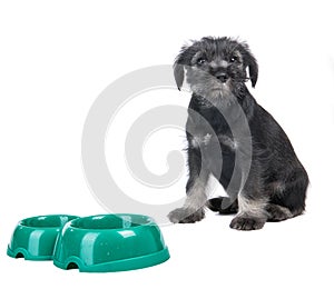 Small hungry mittelschnauzer puppy near empty dog bow