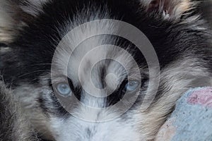 Small husky puppy with bright blue eyes laying in the snow