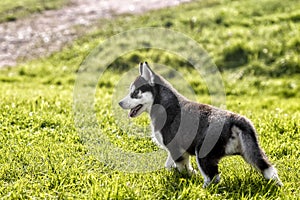 Small husky puppy looks back