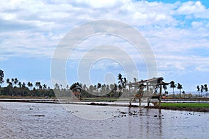 Small hut, cabin, or farmhouse in the middle of rice field as a resting home for farmers in Asia and Indonesi, scenic terrace rice