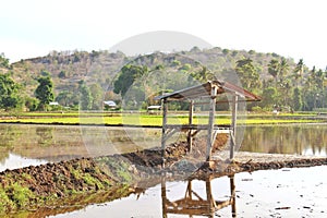 Small hut, cabin, or farmhouse in the middle of rice field as a resting home for farmers in Asia and Indonesi, scenic terrace rice