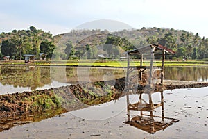 Small hut, cabin, or farmhouse in the middle of rice field as a resting home for farmers in Asia and Indonesi, scenic terrace rice