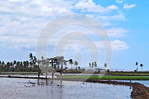 Small hut, cabin, or farmhouse in the middle of rice field as a resting home for farmers in Asia and Indonesi, scenic terrace rice