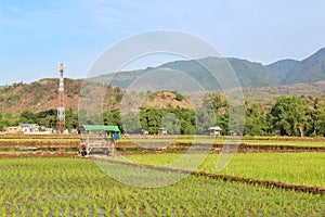 Small hut, cabin, or farmhouse in the middle of rice field as a resting home for farmers in Asia and Indonesi, scenic terrace rice