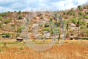 Small hut, cabin, or farmhouse in the middle of rice field as a resting home for farmers in Indonesia, dry season in the field