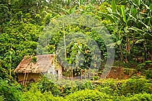 Small hut in the jungle