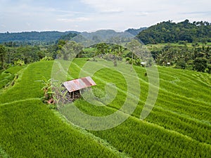 Small hut in the middle of paddy fields aerial view