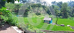 a small hut in the middle of a rice field, a place for farmers to rest