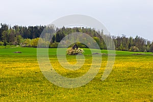 Small Hut Surrounded by Spring Trees