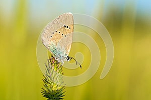 Small icaro butterfly on a flower. Blurred natural background photo