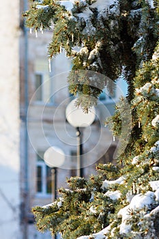 small icicles hang on a snowy spruce on a clear frosty day