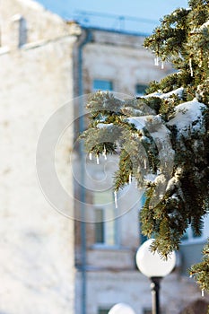 small icicles hang on a snowy spruce on a clear frosty day