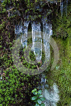 Small icicles and moss