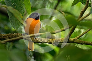 Small icterid blackbird common in eastern North America as a migratory breeding bird